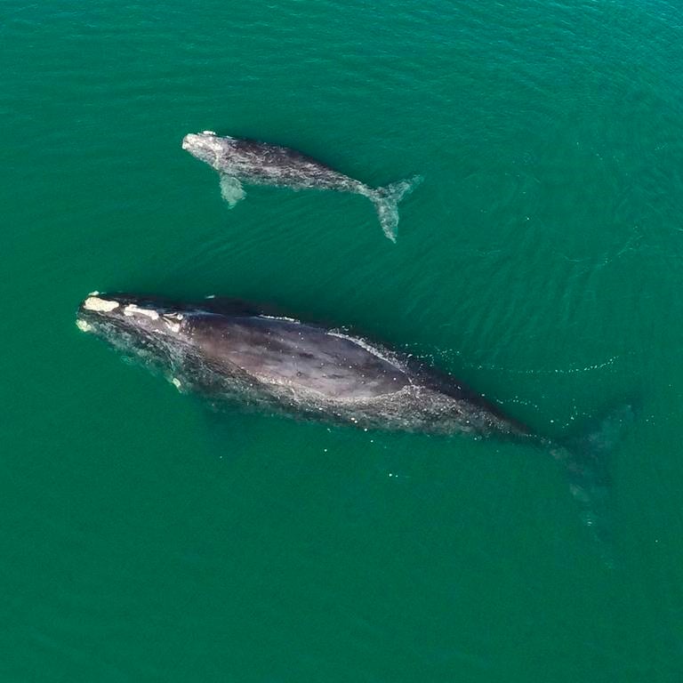 Birth of nine calves sparks hope for endangered North Atlantic right whales